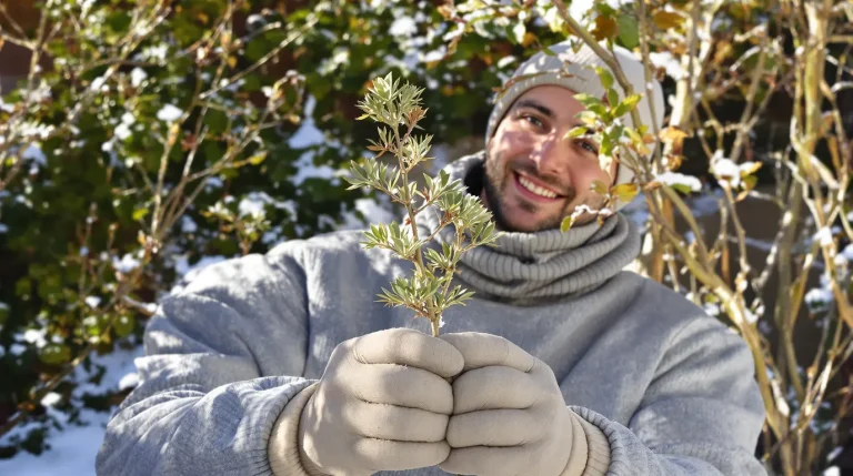 Figuier : ce geste de fin d’hiver qui permet d’en obtenir un second gratuitement chez vous, même débutant